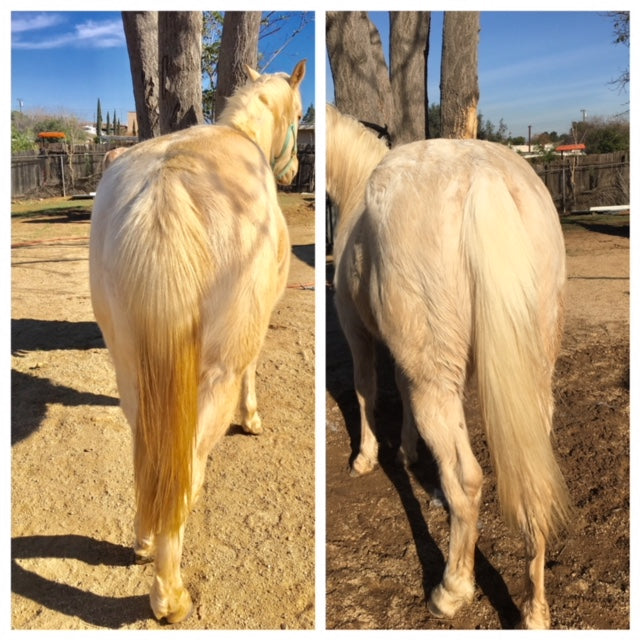 Apricot Oil Brightening Shampoo – KNOTTY HORSE PRODUCTS